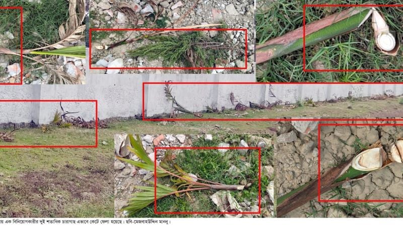 কুয়াকাটায় রাতের আধারে কেটে ফেলা হলো এক বিনিয়োগকারীর দুই শতাধিক গাছ