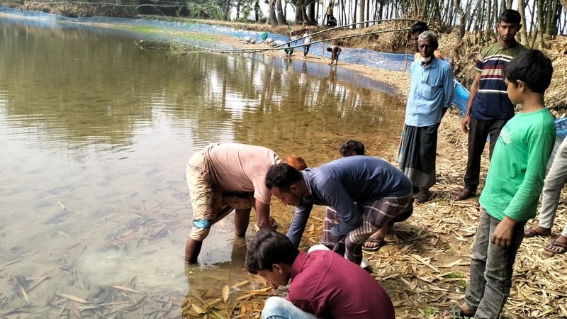 আক্কেলপুরে পূর্ব বিরোধের জেরে পুকুরে বিষ দিয়ে রেনু পোনা নিধনের অভিযোগ