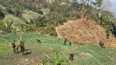 ১১ কোটি টাকার পপি ক্ষেত উচ্ছেদ