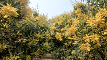 মুকুলে ছেয়ে গেছে নওগাঁর আমবাগান, বাম্পার ফলনের প্রত্যাশা