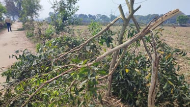 দুই বছরের পরিচর্যার ফল নষ্ট, ক্ষোভে ফুঁসছে এলাকাবাসী