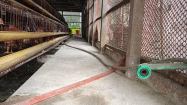 ইসলামপুরে দুই পোল্ট্রি খামারে চুরি, দিশেহারা খামারিরা