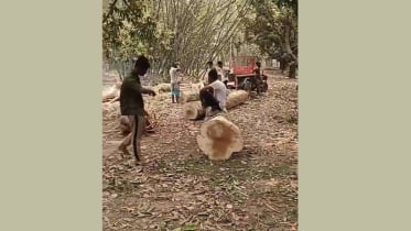 গাছ কাটতে গিয়ে ধরা পড়ল চক্র, আদালতের নির্দেশে কারাগার