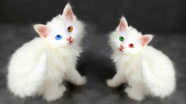 বিড়ালকে খাবার খাইয়ে দুই সপ্তাহে আয় ২৮ লাখ টাকা! বিড়ালকে খাবার খাইয়ে দুই সপ্তাহে আয় ২৮ লাখ টাকা!