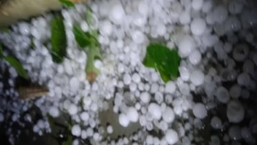 নেত্রকোনায় ঝড়ো হাওয়া ও শিলা বৃষ্টি হয়েছে