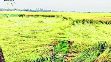 দিনাজপুরে পাকা আমনের ব্যাপক ক্ষতি