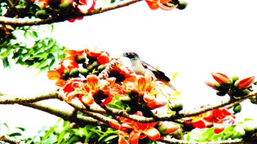 যশোরের গ্রামে শিমুলের অভূতপূর্ব জাগরণ