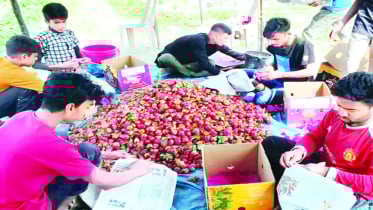এক সময়ের নিঃস্ব হাসান এখন স্ট্রবেরি চাষ করে কোটিপতি