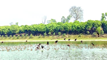 রামরাই দীঘি অতিথি পাখির অভয়াশ্রম