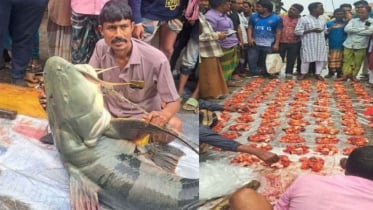 গাইবান্ধায় ব্রহ্মপুত্রে ধরা পড়ল ৯০ কেজি ওজনের বাঘাইড়