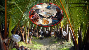 কলাপাড়ায় গোলগাছের বাণিজ্যিক চাষ, বাড়ছে রস ও গুড়ের চাহিদা