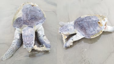 কুয়াকাটায় বিরল প্রজাতির মৃত কচ্ছপ উদ্ধার