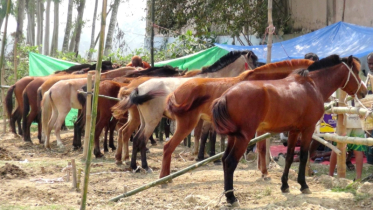 গোপীনাথপুর দোল পূর্ণিমা মেলায় জমজমাট ঘোড়ার হাট