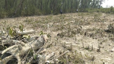 বনের গাছ কাটতে বাধা, হাতিয়ায় বন প্রহরীদের ওপর হামলার অভিযোগ