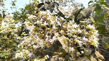 বসন্তে ভাঁটফুলে সেজেছে চায়ের দেশ শ্রীমঙ্গল বসন্তে ভাঁটফুলে সেজেছে চায়ের দেশ শ্রীমঙ্গল