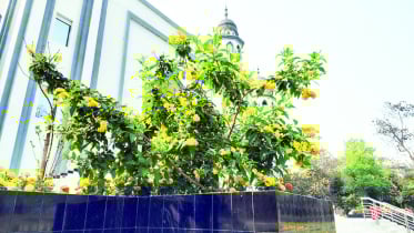 শিক্ষার্থীশূন্য ক্যাম্পাসে বসন্তের আগমন