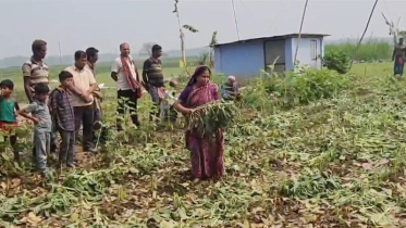 মাগুরার শ্রীপুরের রাতের আধারে কৃষকের ৪ শতাধিক কলা গাছ কেটে ফেলেছে