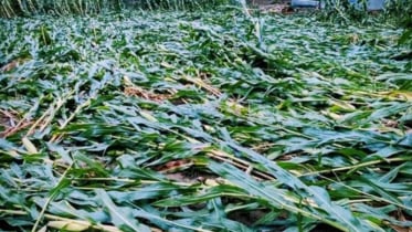 শিলাবৃষ্টিতে লণ্ডভণ্ড ভুট্টাক্ষেত, দিশেহারা কৃষক