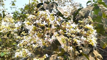 বসন্তে ভাঁটফুলে সেজেছে চায়ের দেশ শ্রীমঙ্গল বসন্তে ভাঁটফুলে সেজেছে চায়ের দেশ শ্রীমঙ্গল