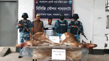 বরগুনার পাথরঘাটায় দুইটি জবাই করা হরিণ উদ্ধার, শিকারির এক বছর কারাদণ্ড
