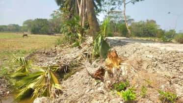 বাউফলে কাবিখা প্রকল্পের কাজে ব্যাপক অনিয়মের অভিযোগ 