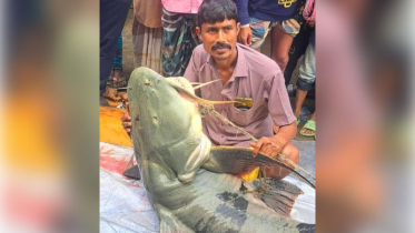 গাইবান্ধায় ধরা পড়ল ৯০ কেজির বাঘাইড়