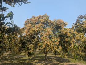 পাতার ফাঁকে ফাঁকে আমের গুটি, কলারোয়ায় বাম্পার ফলনের আশা