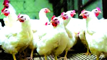 মুরগির বাজারে অস্থিরতা, খামারিদের ছয় দফা দাবি