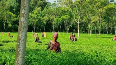 উত্তরাঞ্চলে পাঁচ জেলায় চা উৎপাদনে রেকর্ড