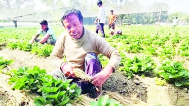 চাঁপাইনবাবগঞ্জে কৃত্রিম সার সংকটে অনিশ্চয়তায় কৃষক