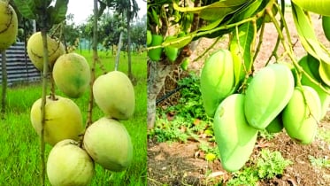 আম গবেষণায় চার দশক