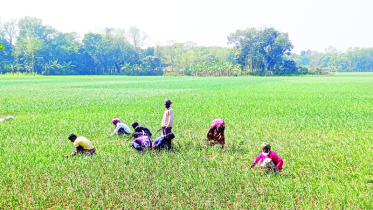 খোকসায় পেঁয়াজ পরিচর্যায় ব্যস্ত চাষিরা