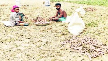 রায়গঞ্জে মিষ্টি আলু চাষে লাভবান হচ্ছে কৃষক