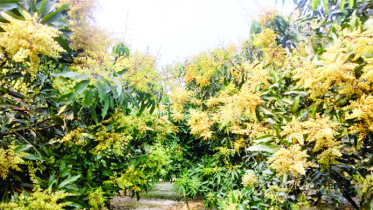 মুকুলে ছেয়ে গেছে নওগাঁর আমবাগান