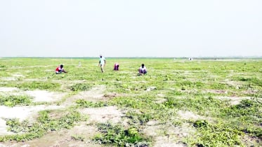 তিস্তার বালুচরে আগাম তরমুজের চাষ