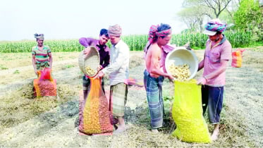 ঘিওরে আলুর দামে কৃষকের মাথায় হাত