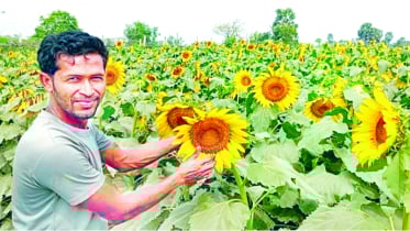 মীরসরাইয়ে কৃষকদের আশার আলো জাগাচ্ছে সূর্যমুখী