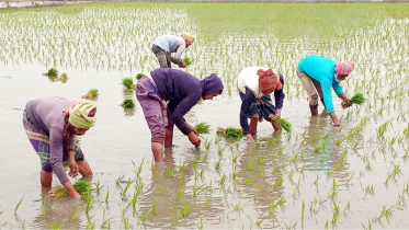 নড়াইলে বোরো ধান রোপণে ব্যস্ত কৃষক