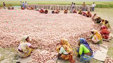 ঠাকুরগাঁওয়ে আলুর কেজি ৩ টাকা