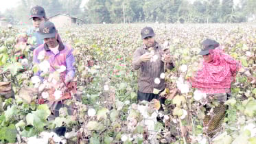 লাভ হচ্ছে দ্বিগুণ