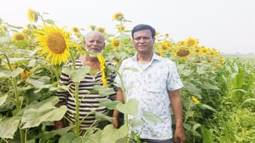 উলিপুরে সূর্যমুখী চাষে স্বপ্ন দেখছেন কৃষকেরা