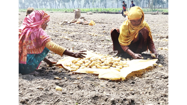 তারাগঞ্জে আলুর বাম্পার ফলনেও বিপাকে আলুচাষিরা