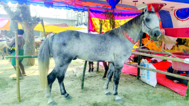 গোপীনাথপুর দোল পূর্ণিমা মেলায় জমজমাট ঘোড়ার হাট