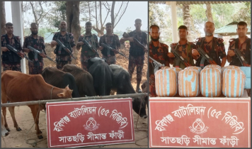 ভারতীয় ৮টি চোরাই গরু ও ৫৫ কেজি গাঁজা জব্দ