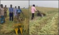 রিপার যন্ত্রে সরিষা কাটায় খরচ কমছে, লাভের হাসি কৃষকের মুখে
