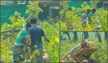 তাহিরপুরের পর্যটন স্পট বারেকটিলার গাছ কেটে সাবার