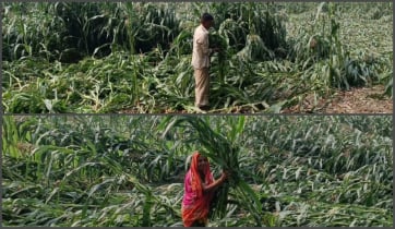 সাটুরিয়ায় কালবৈশাখী ঝড় ও শিলাবৃষ্টিতে ভুট্টা ক্ষেত লন্ডভন্ড, দিশেহারা কৃষকেরা 