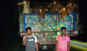 ট্রাক চালকের বুদ্ধিমত্তায় রক্ষা পেল এক ব্যবসায়ীর ৩২ গরু