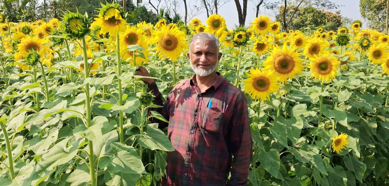বসন্তের রোদে হলুদ স্বপ্ন, বোয়ালখালীতে সূর্যমুখীর হাসি