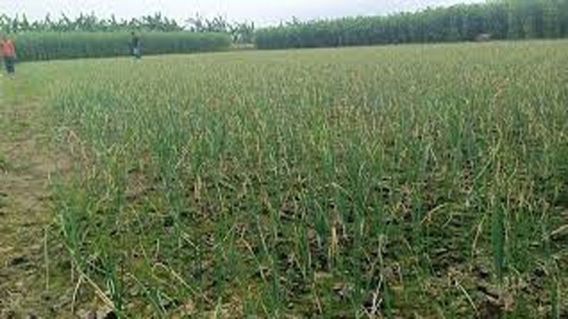 পেঁয়াজ চাষ করে বিপাকে কৃষক